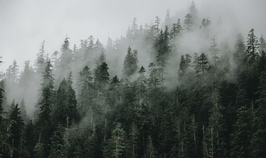 Misty forest wallpapers