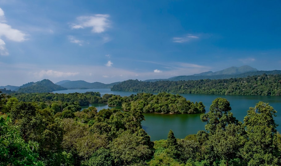 Jungle and river wallpapers