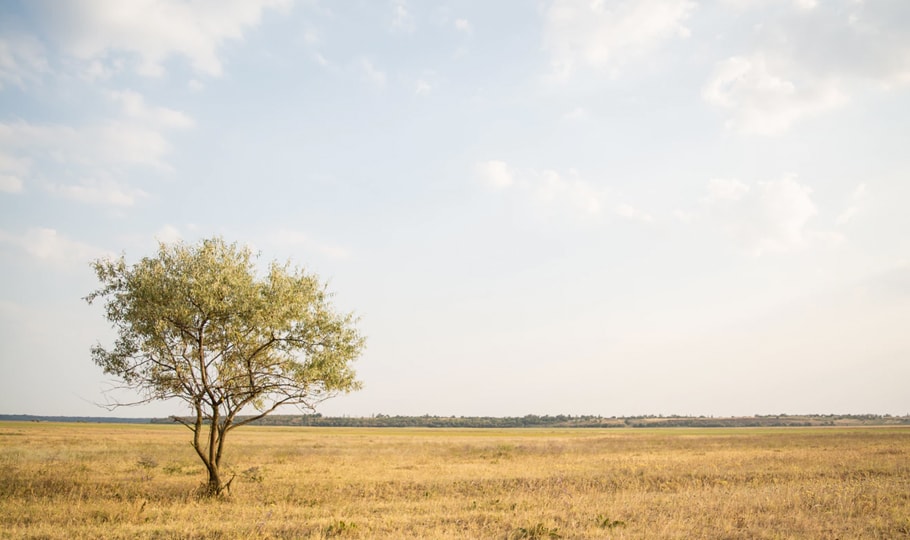 Single tree on a plain wallpapers
