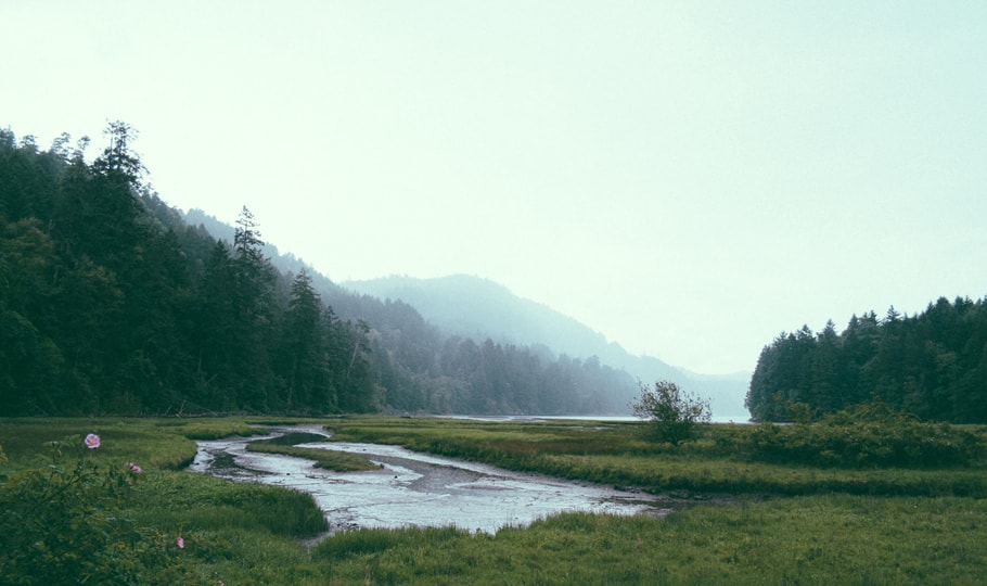 Misty trees and river wallpapers
